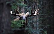 animals, bull, close-up, deer animals, krona, male moose, mammals, moose, moose, ox, älgoxe