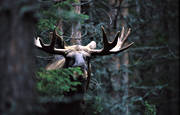 animals, bull, close-up, deer animals, krona, male moose, mammals, moose, moose, ox, lgoxe