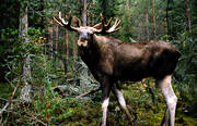animals, bull, deer animals, male moose, mammals, moose, moose, ox, älgoxe