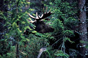 animals, bull, deer animals, forest, horn, antlers, hornkrona, king, krona, male moose, mammals, moose, moose, ox, thorns, woodland, älgkrona, älgoxe