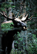 animals, bull, deer animals, forest, horn, antlers, hornkrona, horns, antlers, king, krona, male moose, mammals, moose, moose, ox, thorns, woodland, älgkrona, älgoxe