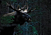 animals, bull, horn, antlers, krona, male moose, mammals, moose, moose, ox, skogens konung, woodland, lgoxe