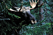 animals, bull, horn, antlers, krona, male moose, mammals, moose, moose, ox, skogens konung, woodland, älgoxe