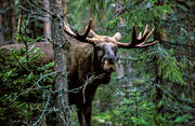 animals, bull, deer animals, horn, antlers, hornkrona, king, krona, male moose, mammals, moose, moose, ox, thorns, älgkrona, älgoxe