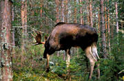 animals, bull, cabin, deer animals, hunting, irritated, kick-sleds, male moose, mammals, moose, moose, ox, lgoxe