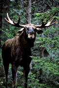 angry, animals, bull, forest, horn, antlers, hornkrona, irritated, king, madness, male moose, mammals, moose, moose, ox, woodland, lgoxe