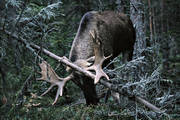 animals, bull, horn, antlers, horns, antlers, male moose, mammals, moose, moose, ox, sweeps, tidy, velvet, woodland, lgoxe