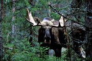 animals, bull, deer animals, hornkrona, krona, male moose, mammals, moose, moose, ox, thorns, lgoxe