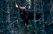animals, bull, deer animals, horn, antlers, hornkrona, male moose, mammals, moose, moose, ox, thorns, lgoxe