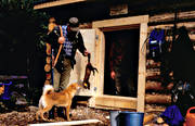 finnish spitz, hunting, marten hunt, marten hunter, pine marten, trapper's hut