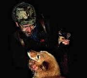 finnish spitz, hunting, marten hunt, marten hunter, night hunt, pine marten