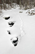 animals, creek, mammals, mink, mink tracks, snow, snow tracks, tracks, winter creek