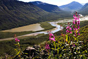 flower, flowers, landscapes, Lapland, mjlkrt, nature, plant, plants, herbs, Rapa Valley, Rapaselet, rosebay willowherb, Sarek, Sarek nationalpark, Sarekfjll, summer