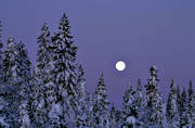 ambience, ambience pictures, atmosphere, christmas ambience, christmas card, full moon, moon, moonlight, night, season, seasons, snow-weighted, spruce forest, winter, winter's night, woodland