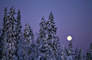 ambience, ambience pictures, atmosphere, christmas ambience, christmas card, cold, cold, full moon, moon, night, pines, season, seasons, snow-weighted, winter, winter's night