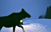 accident wild animal, animals, car, communications, darkness, dusk, game, land communication, mammals, moose, moose, moose accident, road, traffic, traffic accident with moose, viltolyckor