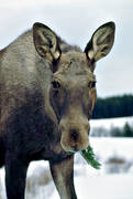 animals, cow, moose, grazes, mammals, moose, moose, pine branch, spruce, winter grazing