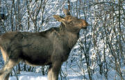 animals, brushwood, elk grazing, grazes, mammals, moose, moose, pasturage, sly