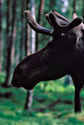 animals, barb, barbule, beard, bull, horn, antlers, male moose, mammals, moose, moose, moose head, elk head, profile, velvet