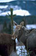 animals, elk calf, moose calf, elk grazing, mammals, moose, moose, pasturage, pine plants, fir plants, spring wood