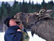 animals, farmed, friends, friendship, happiness, happy, human, joy, lick, licks, mammals, master, moose, moose, moose farm