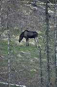 animals, elk grazing, grazes, mammals, moose, moose, pasturage, spring, spring grazing