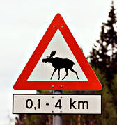communications, land communication, moose, moose warning, moose warning sign, sign, traffic, vehicular traffic