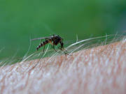 animals, blood, insect, insects, mosquito, midge, mosquitos, midges, stinging, thistling, sucks, summer