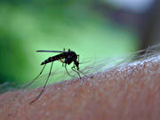 animals, blood, insect, insects, mosquito, midge, mosquitos, midges, stinging, thistling, sucks, summer