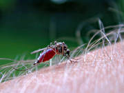 animals, blood, insect, insects, mosquito, midge, mosquitos, midges, parasite, summer