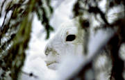 animals, burrow, burrowing, camouflage, gnawer, hare, hare, hide, mammals, mountain hare, winter