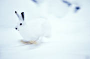 animals, camouflage, gnawer, hare, hare, hopping, lolloping, leap, mammals, mountain hare, runs, snow, winter