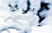 animals, gnawer, hare, hare, hopping, lolloping, mammals, mountain hare, runs, runs, snow, swedish hare, white, winter