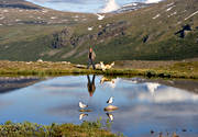 back-packer, birds, dog, husky, Kebnekaise, Lapland, mountain mere, nature, seagull, sled dog