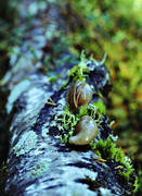 biotope, biotopes, circular flow, decaying, rotting, decompose, forest land, forests, fungus, mushroom, mouldering, nature, recycling, rotten, rotten, tree trunk, woodland