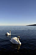 animals, birds, Fallvik, höga kusten, mute swan, swan, swans, winter