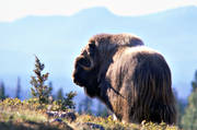 animals, big, large, blue, bull, Herjedalen, horn, antlers, kraftig, långhårig, mammals, mountain, mountain, myskoxar, myskoxe, ox, wool