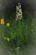biotope, biotopes, flourishing, flower, flowers, Landskap, laxarve nge, meadowland, nattviol, nattvioler, nature, orchid, orchid meadows, orchids, plants, herbs, platanthera bifolia, Sankt Hans nycklar, white, ng