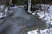 bay floe, creek, forest land, forest runlet, forest stream, forest creek, frosen, ice, nature, newly frozen, Vlbacksn, watercourse, woodland