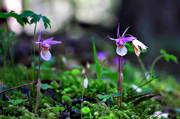 biotope, biotopes, calypso bulbosa, flourishing, flower, flowers, forest land, nature, norna, orchid, orchids, plant, plants, herbs, woodland