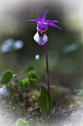 biotope, biotopes, calypso bulbosa, flourishing, flower, flowers, forest land, nature, norna, orchid, orchids, plant, plants, herbs, woodland