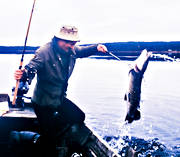 angling, fishing, huggkrok, hstgdda, Indal river, northern pike fishing, pike, reel fishing, spin fishing