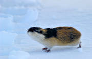 animals, gnawer, lemming, mammals, norway lemming, rodents, snow, winter