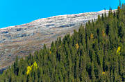 autumn, fresh snow, Jamtland, landscapes, mountain, mountain forest, nature, spruce, tree, trdgrns, woodland