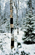 birch, birch bark, birch bark husking, conservation, environment, environmental damage, environmental influence, nature, pollution