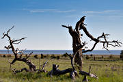 beach, coast, Furillen, Gotland, landscapes, nature, old, sea, sea-shore, summer, tree