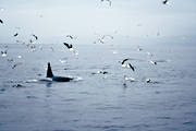 animals, dolphins, glacial sea, Lofoten, mammals, northern lands, Norway, orca, orcas killer-whale, whale, whale safari, whales
