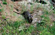 animals, Boda wild research, Enanger, mammals, otter