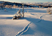 animals, atmosphere, cold, cold, hoarfrost, mammals, mid-winter, mountain, mountain scene, mountains, nature, otter, otter traces, seasons, snow, snow tracks, stmmning, tracks, winter