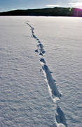 animals, mammals, otter, otter slide, otter traces, slide, snow, tracks, winter